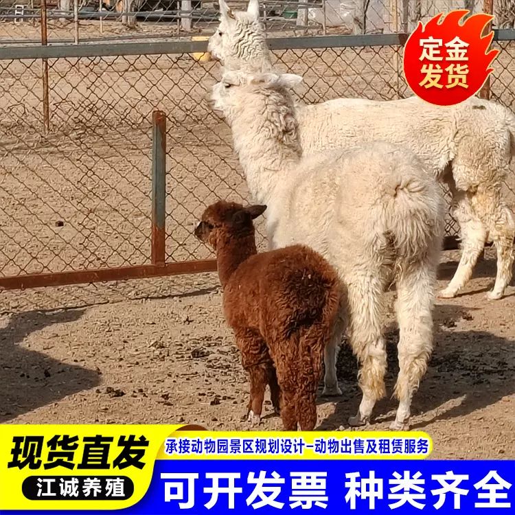 羊驼活物幼崽澳洲神兽活的小羊驼出售 观赏萌宠羊驼活体养殖