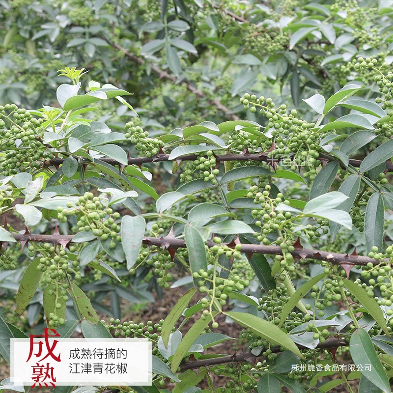 四川特产江津干青花椒粒藤椒特麻川椒花椒面250g麻椒香料调料大全