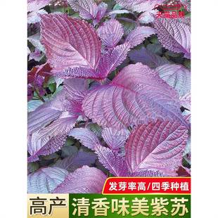 Perilla Seeds Are Sown in All Seasons, Edible Spices, Balcony Potted Plants, Outdoor Garden Ornamental Purple Leaf Perilla Vegetable Seeds