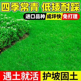Lawn Grass Seeds, Evergreen Courtyard Carpet Grass Seeds, Slope Protection, Bermudagrass, Manila Greening, Rye Turf Seeds
