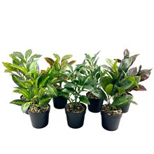 ֲG~СԘ֬[辰Ҿ҃bĔzٻ