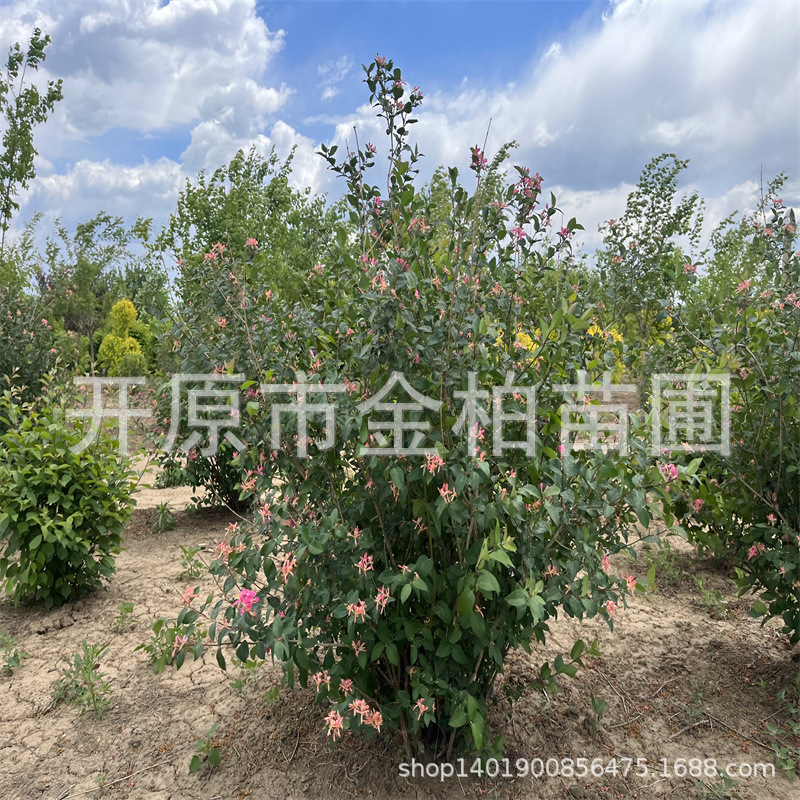 批发忍冬树苗蓝叶忍冬丛生灌木造型蓝叶忍冬球绿化苗木