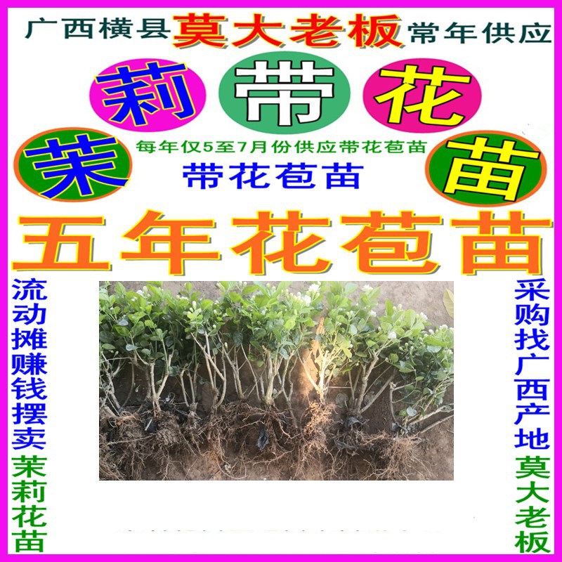 带花苞的茉莉花苗 从客车托运莫大老板基地批发跑江湖产品