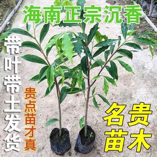 ���ϳ�������ľ����Ʒ�Ϙ������Ե������F��ľ