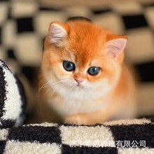 ���N12��ë���_�ܰ��u��؈����w�Lë�{��u�ӌ������̻�؈����