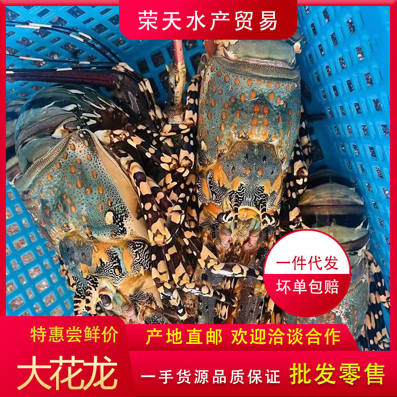 Australian Lobster Big Lobster Qinglong Aolong Seafood Fresh Aquatic Frozen Fresh One about 1.0kg Flower Dragon Aolong