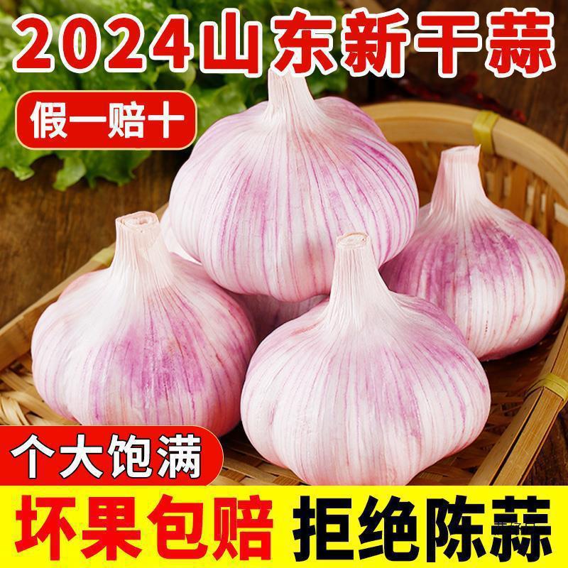 山东金乡大蒜头干蒜5斤新鲜蒜籽2024当季蔬菜批发紫皮10斤特大果|undefined