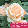 Rose seedlings Yunnan Rose Potted Plant Slap Four Seasons Blossoming Old Piles and Fragrant Fragrant Flower Plant Seedlings