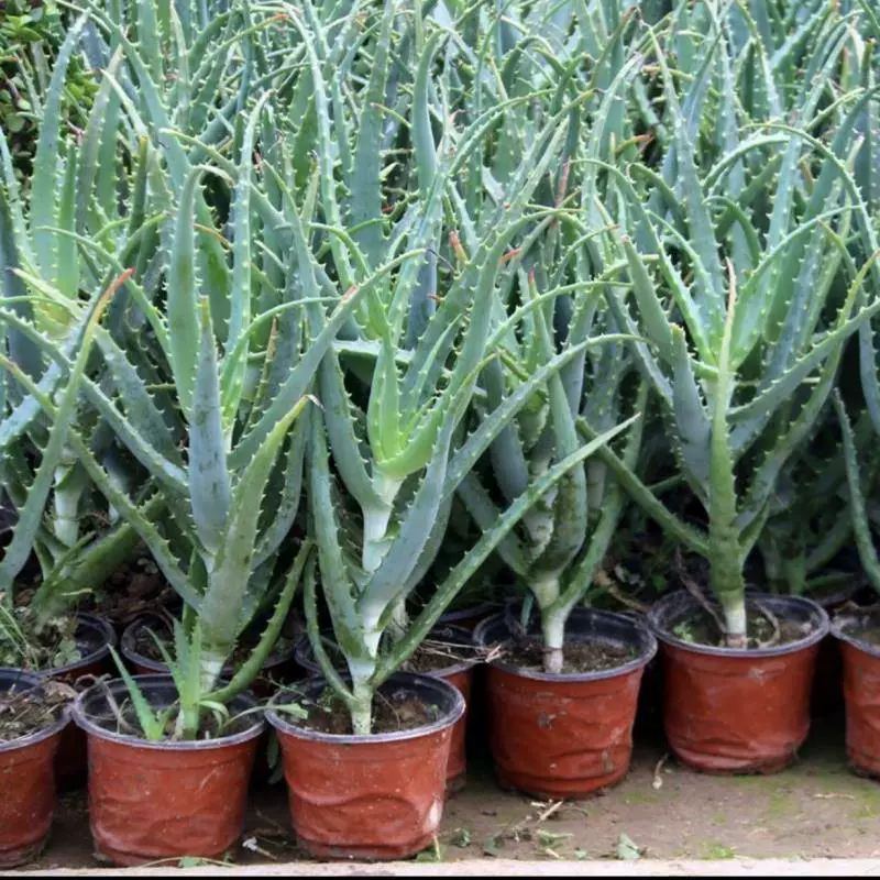 Рассада алоэ вера в горшке, комнатный балкон, гостиная, легкое в уходе суккулентное растение, вечнозеленый цветок и зеленое растение для всех сезонов.