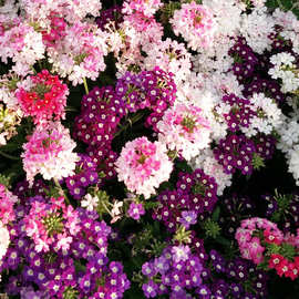 美女樱种子混色四季绣球五色梅美人樱景观花海庭院室内阳台花种子