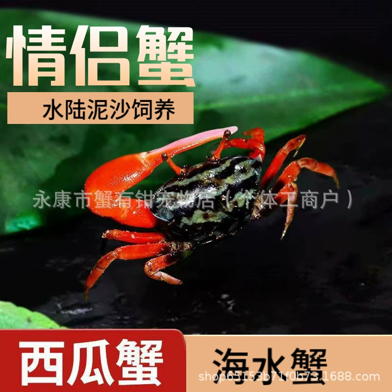 Оптовая продажа арбузных крабов, китайских песочных крабов, монашеских крабов, пресноводных крабов, ленивых настольных питомцев, простых в содержании и выращивании.
