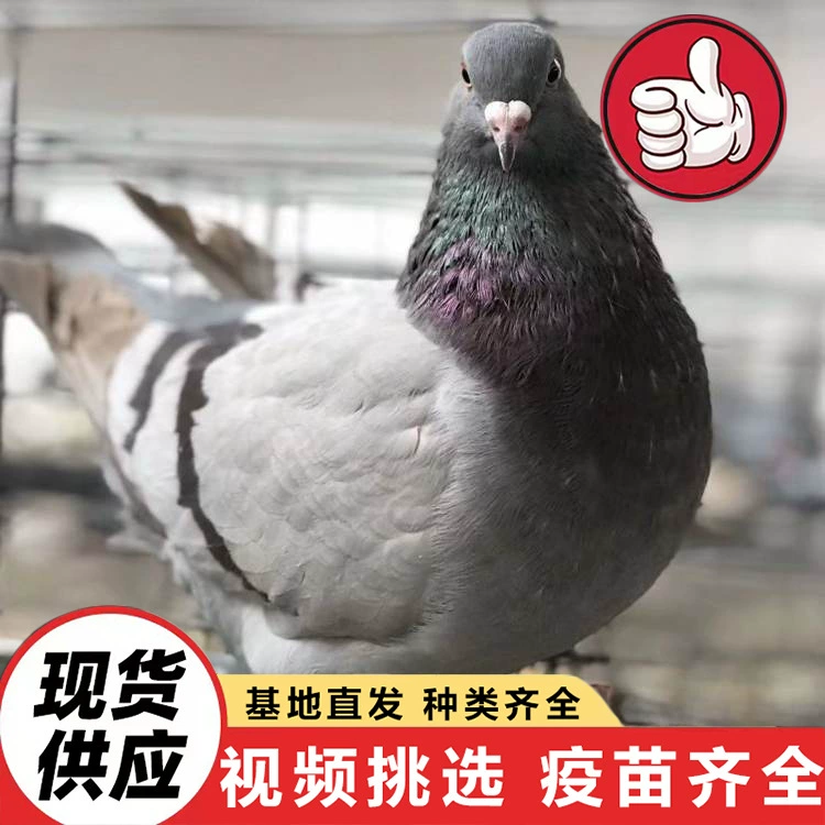 Где можно найти крупномасштабное разведение белых царских голубей, обработку от глистов и продажу серебряных и серых царских голубей разных возрастов?