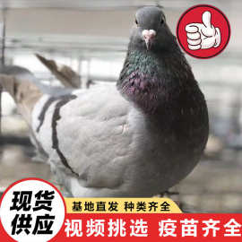 纯种美国落地王鸽 家养观赏鸽信鸽 厂家直售白羽王种鸽下蛋繁殖鸽
