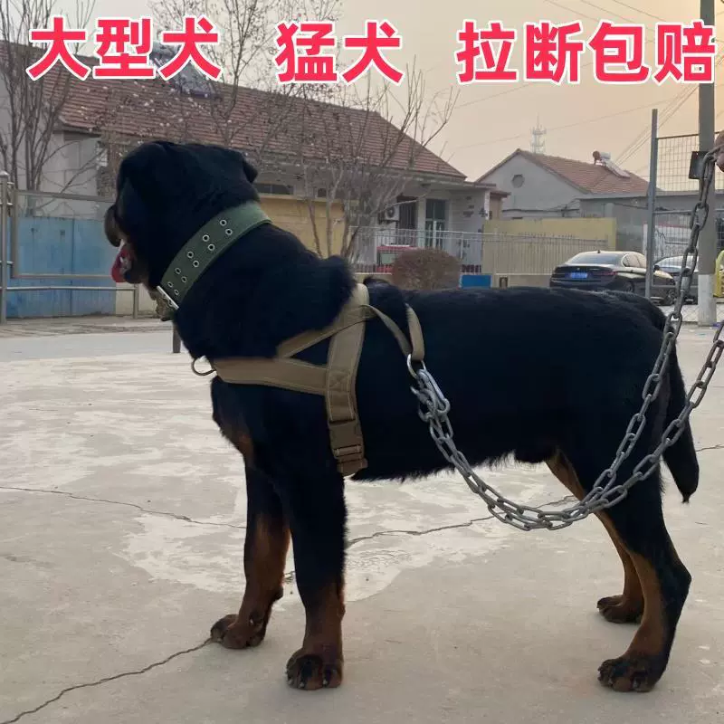 Ротвейнер, поводок для собак Большой грудной ремень, ошейник, конская собака золотистый лабрадор