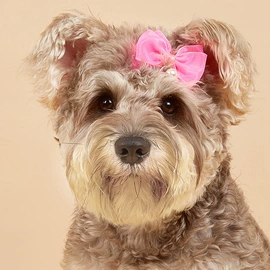 狗狗服装;宠物围巾;宠物帽子