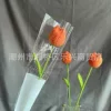 Tulip orange