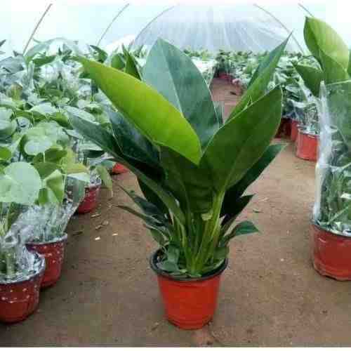 Berlian emas besar 35-45 cm [1 pot] 1 pot 3 buah untuk mengirim pupuk