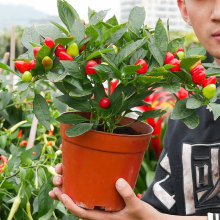 泡椒种子苗七彩五彩椒彩椒籽种盆栽辣椒种籽孑一年四季树苗辡椒苗