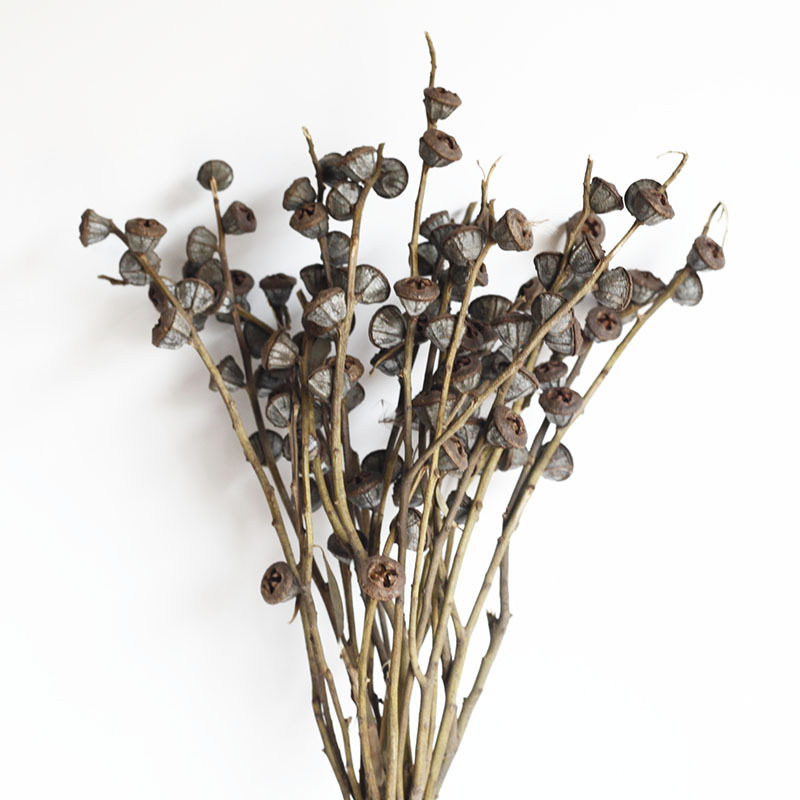 Flor seca Flor eterna Gypsophila Bola de oro No me olvides Flor seca Rosa hoja de eucalipto Pine Fruit Lover Grass al por mayor