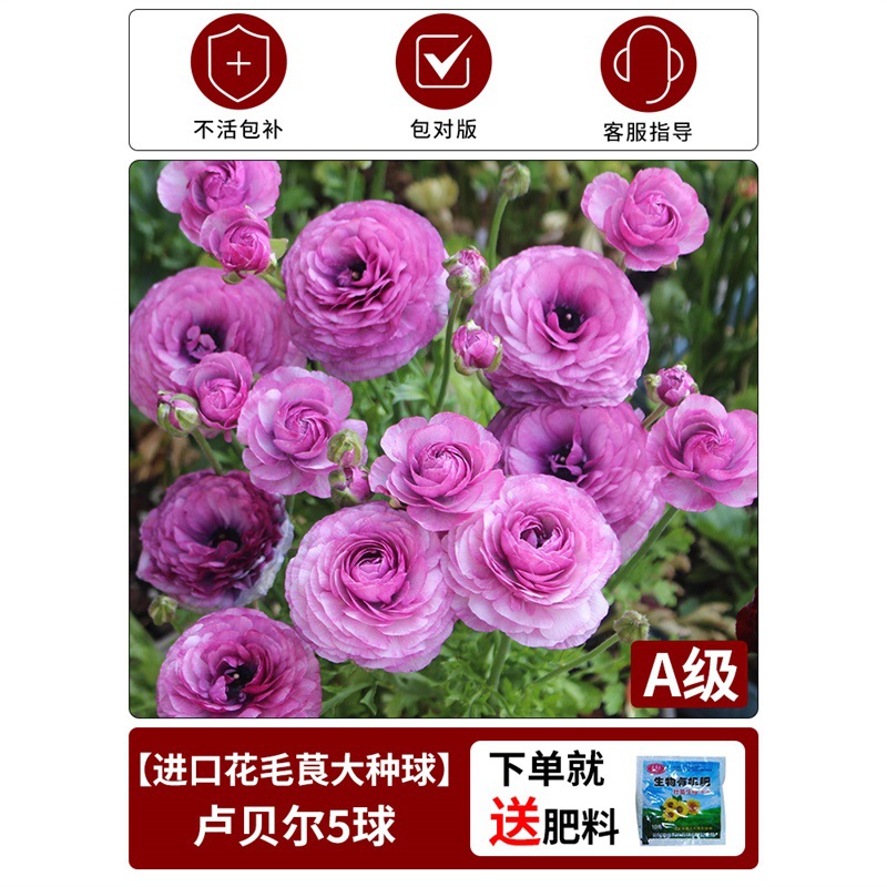 【anemone bulb】lubel 1 bulb