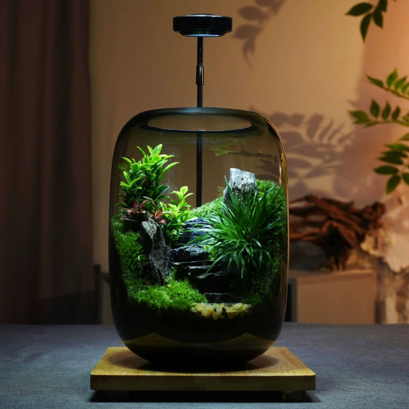 Креативный мох, микроландшафт, пошаговые украшения, экологическая бутылка, офисный рабочий стол, экологический резервуар, зеленое растение, ландшафтный дизайн, бонсай