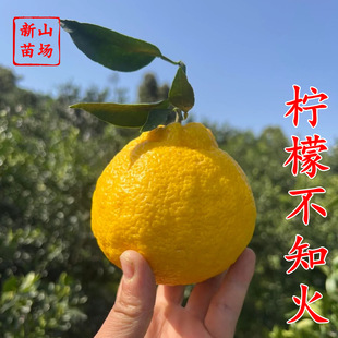 �����ʲ�֪����硿���ʲ�֪���˹ֳ��ٽ�����Ʒ�N�̽��Ә���