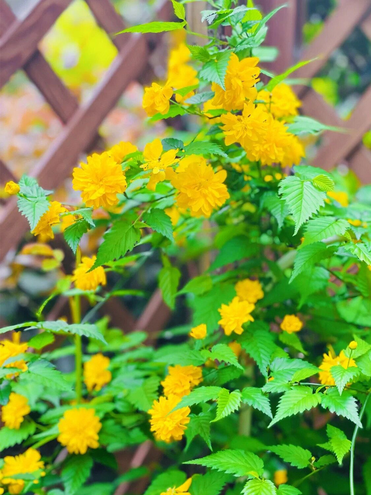 帮手主图-重瓣棣棠花苗盆栽耐荫爬藤攀缘花卉绿植物浓香多花耐寒