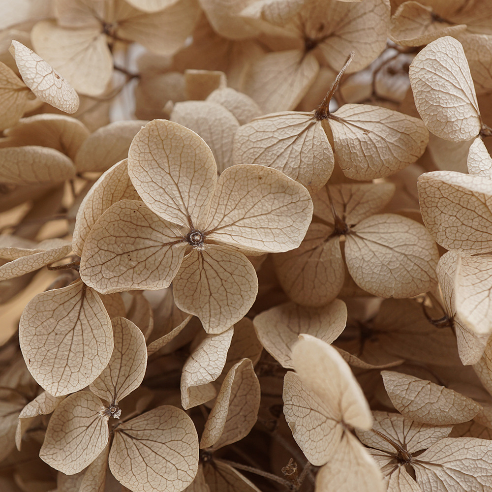 Hortensia Preservada A+ Anna, Flor Seca de Hortensia de Hoja Pequeña, 20g en Caja, Fabricante de Hortensias, Material Floral al por Mayor para el Día de San Valentín