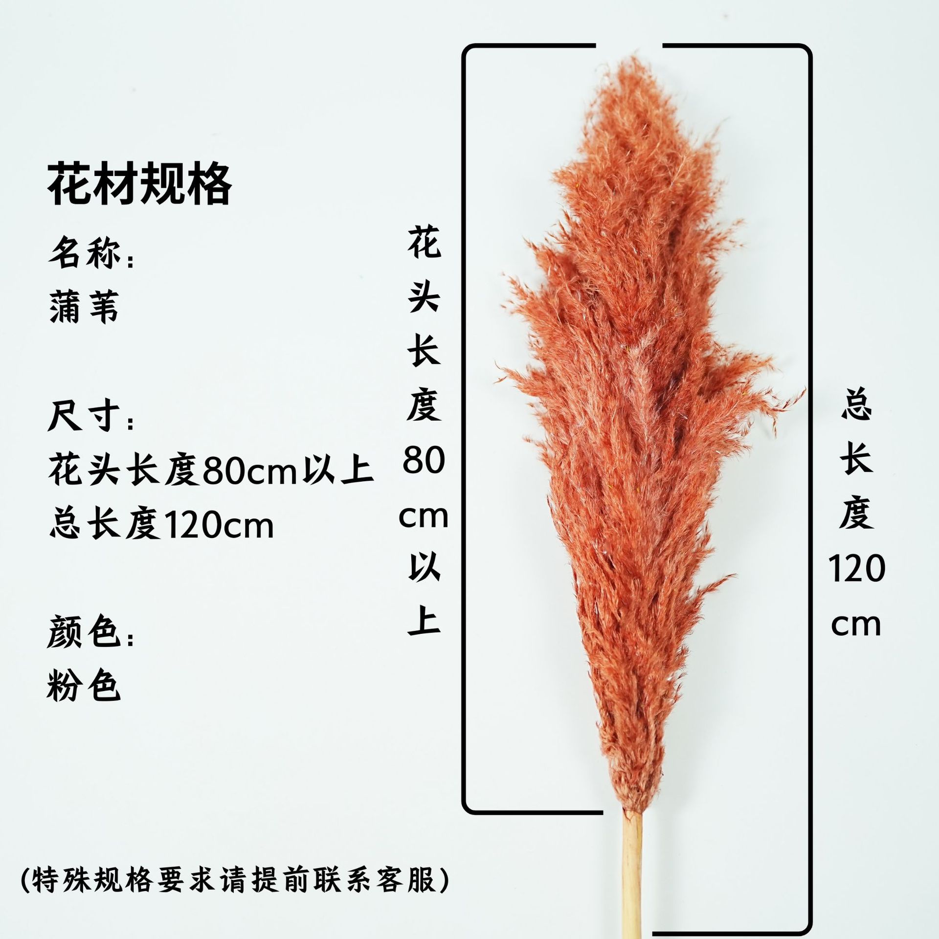 꽃 머리 80cm 이상 갈색