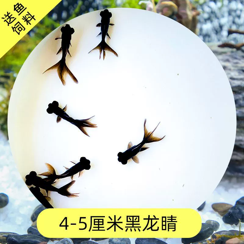 Read the galloping taboo 彂鍏 娲 娲 board
