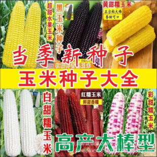 ����Ŵ182��ɫ�����׷N�Ӵ�ȫ�N��ճ�r��Ŵ���׷N�ļ����N��