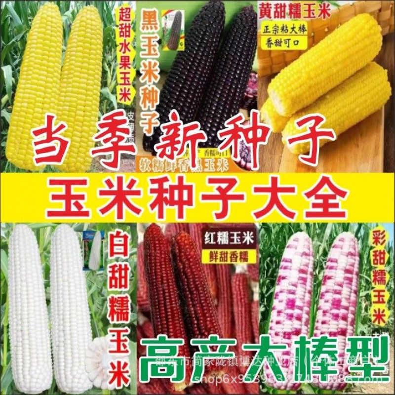 白甜糯182白色甜玉米种子大全种子粘农家糯玉米种四季春种子