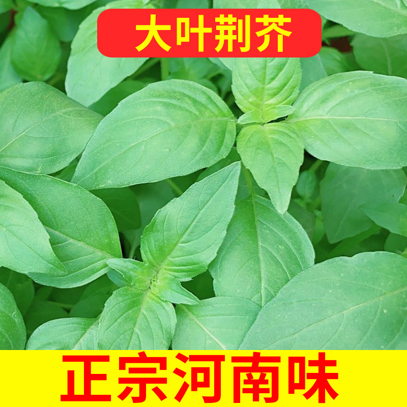 Nepeta Seeds, Large-Leaf Henan Basil Seeds, Spring & Fall Rapeseed Seeds, Four-Season Amaranth, Chinese Cabbage Seeds, Vegetable Seeds