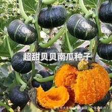 超甜贝贝南种子板栗老南瓜种子甜糯小南瓜种蔬菜软糯南瓜种子大全