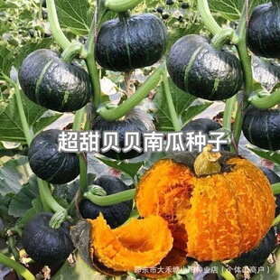 ����ؐؐ�ϷN�Ӱ������ϹϷN����ŴС�ϹϷN�߲�ܛŴ�ϹϷN�Ӵ�ȫ