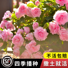 凤仙花种子重瓣茶花阳台盆栽室内学生实验四季易种花草指甲花种籽
