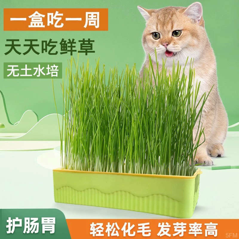 Семена кошачьей травы в горшке, лоток для рассады, ленивая гидропонная система, семена кошачьей мяты, легко выращивать, лакомство для котят