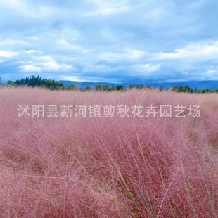 Fendai Grass Seeds Perennial Ornamental Internet Celebrity Pink Grass Courtyard Flower Sea Landscape Hairy Grass Seeds