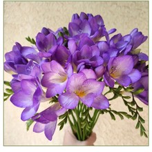 冬季耐寒香雪兰种球浓香多色小苍兰室内盆栽春秋种植花种子带芽的