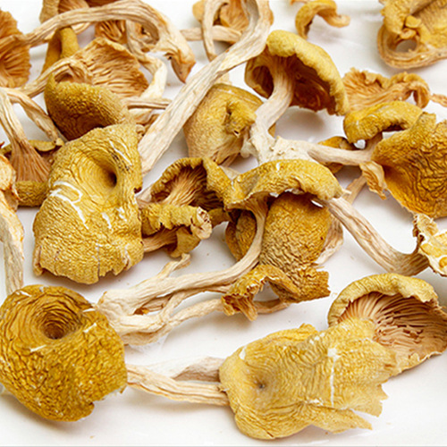 Dry chanterelles Yunnan specialty mushrooms fresh edible mushrooms bulk bagged wholesale source factory