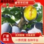 嫁接地栽种植盆栽果树苗