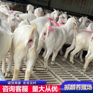 白山羊哪有卖的 波尔山羊价格 黑山羊多少一只 白山羊养殖场