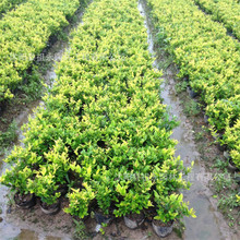 ɭŮؑļͥԺeС^·Gͺ~Gh