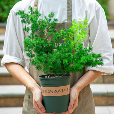 蓬莱松室内盆栽生肖猴客厅小盆景花卉桌面好养四季绿植金钱树植物