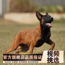 纯种马犬幼犬活体爆红黑红马犬护卫犬宠物狗双血统比利时科目马犬