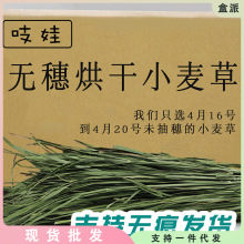 吱娃22年黑猫家无穗小麦草干草兔兔热风烘干兔草草荷兰猪草宠物貂