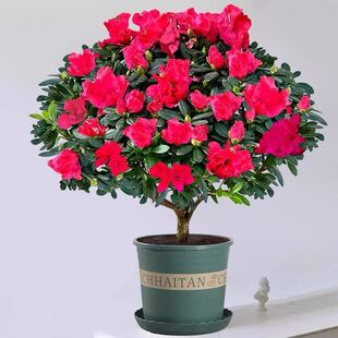��t�Ї��t���N���Ϙ��ļ��_���҃����̨�Gֲ���Ժ��B�׻����