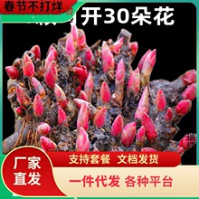 һ�����l�ذ���ș���玧ѿ���K��ѿ�N���ͺ��������̨ͥԺ����ֲ
