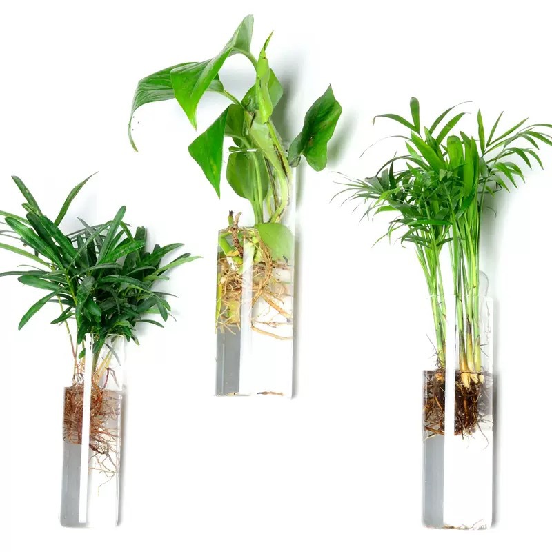 Plant Glass Cylindrical Wall-Mounted Flower Pot Plant Hydroponic Cultivation Station Suitable for Home Garden Living Room Bedroom Decoration 4