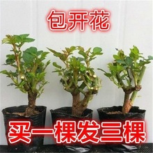 玫瑰花盆栽带花苞老桩月季玫瑰花苗四季开花土就活的花花苗老根